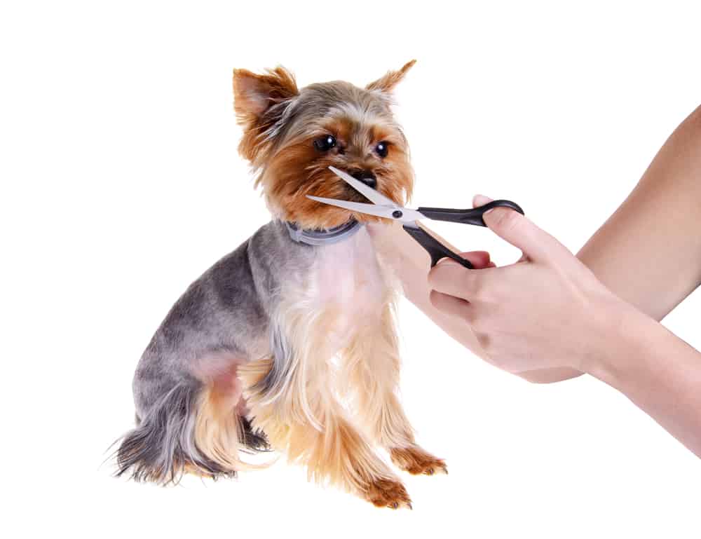 Yorkshire Terrier being groomed
