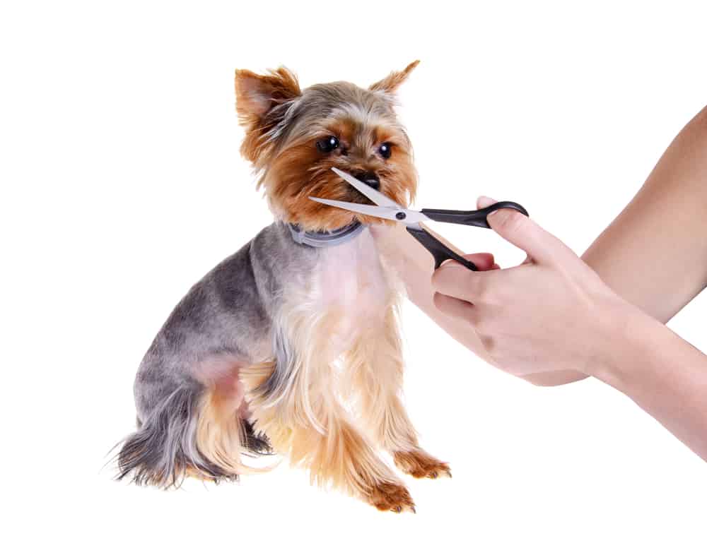 7 Best Dog Grooming Course Options Australia (2022 Guide ...