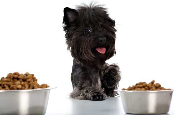 Yorkshire terrier and dinner