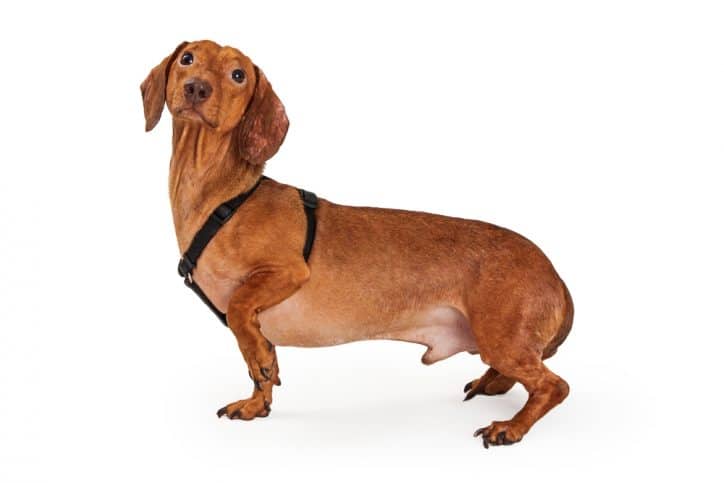 Dachshund harness