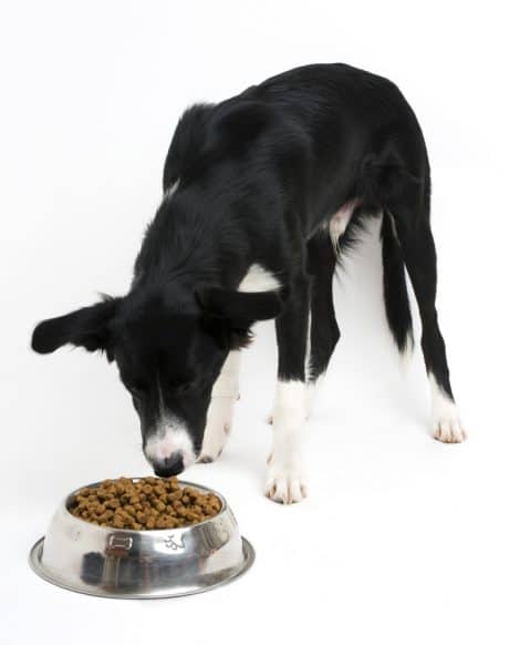 Young border collie eating food