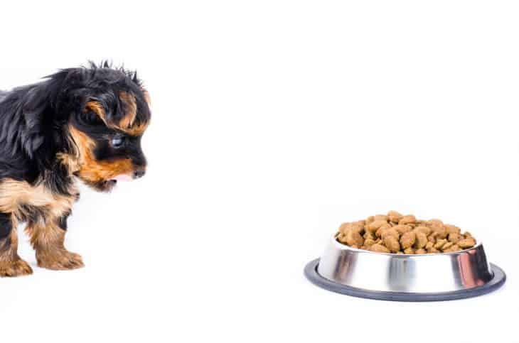 Yorkshire terrier puppy and plate with dog food