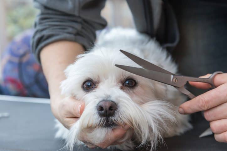 Grooming fringe of white dog
