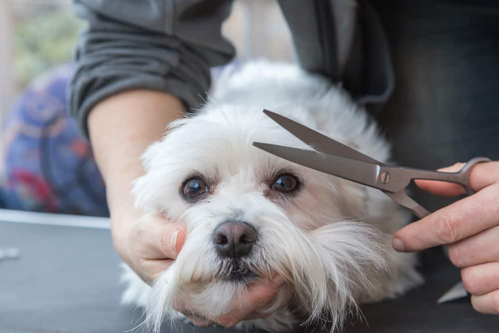 what are the best dog grooming scissors