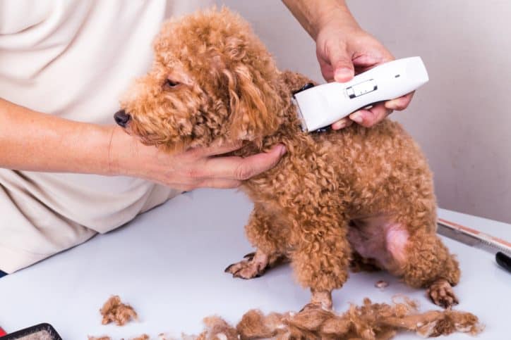 Poodles hair getting clipped