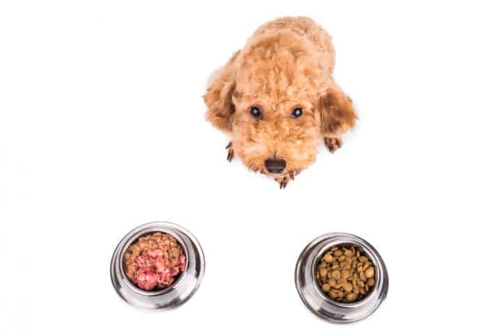 Poodle dog choosing between raw and dry dog food