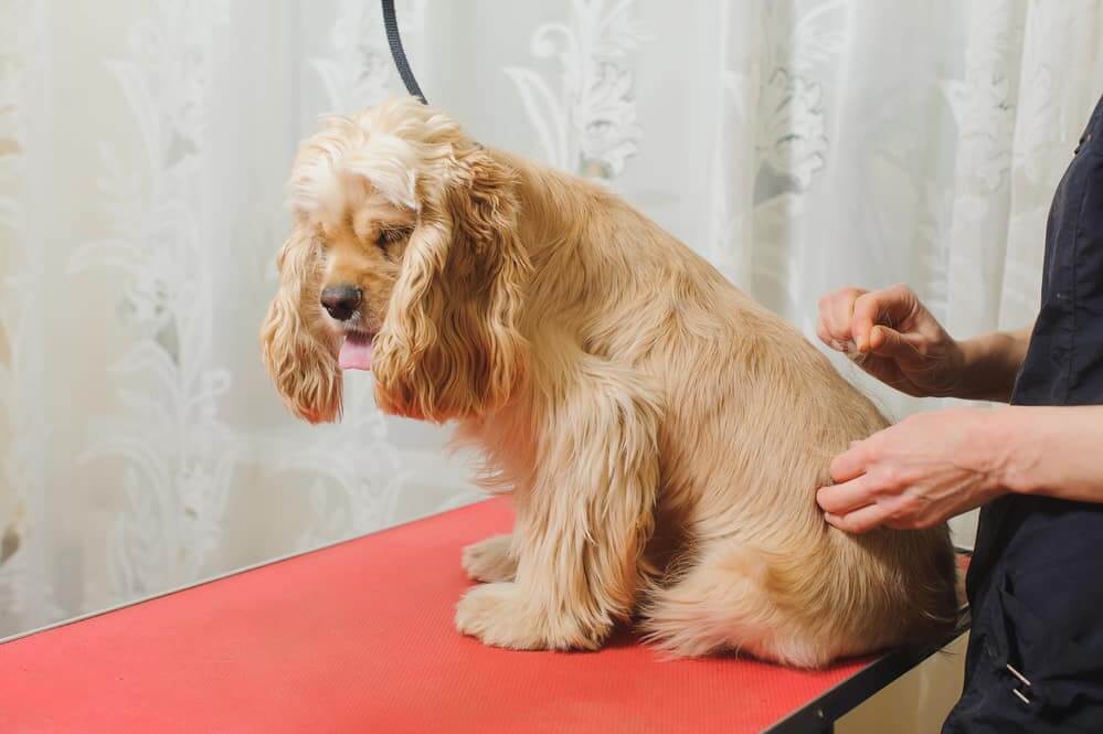 groomer prepares dog for grooming