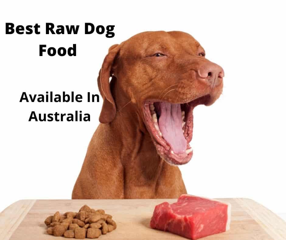 dog about to eat raw food