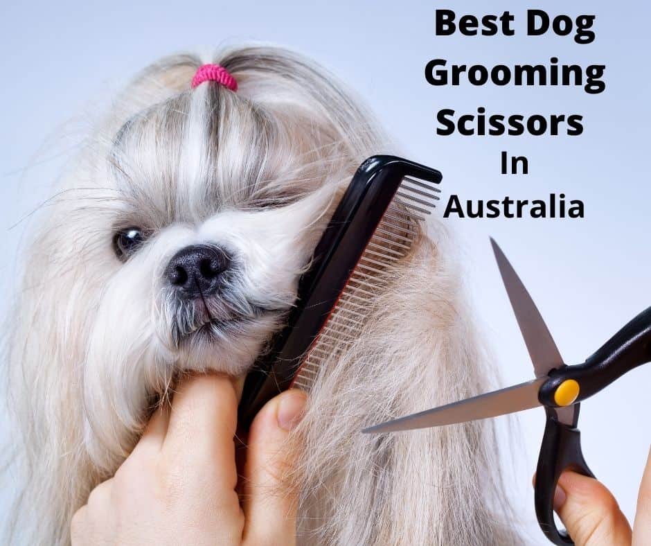 dog grooming scissors