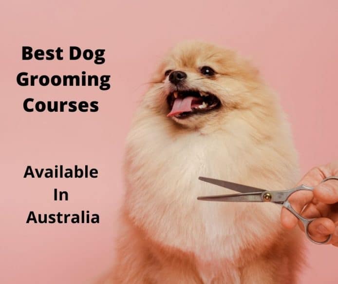 7-best-dog-grooming-course-options-australia-2022-guide