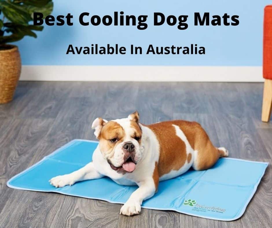 Bulldog laying on a cooling dog mat