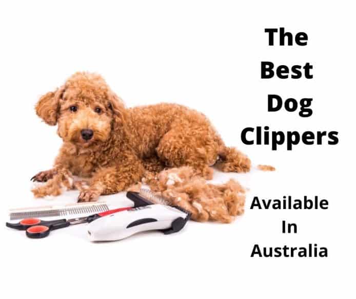 what are the best dog clippers for poodles