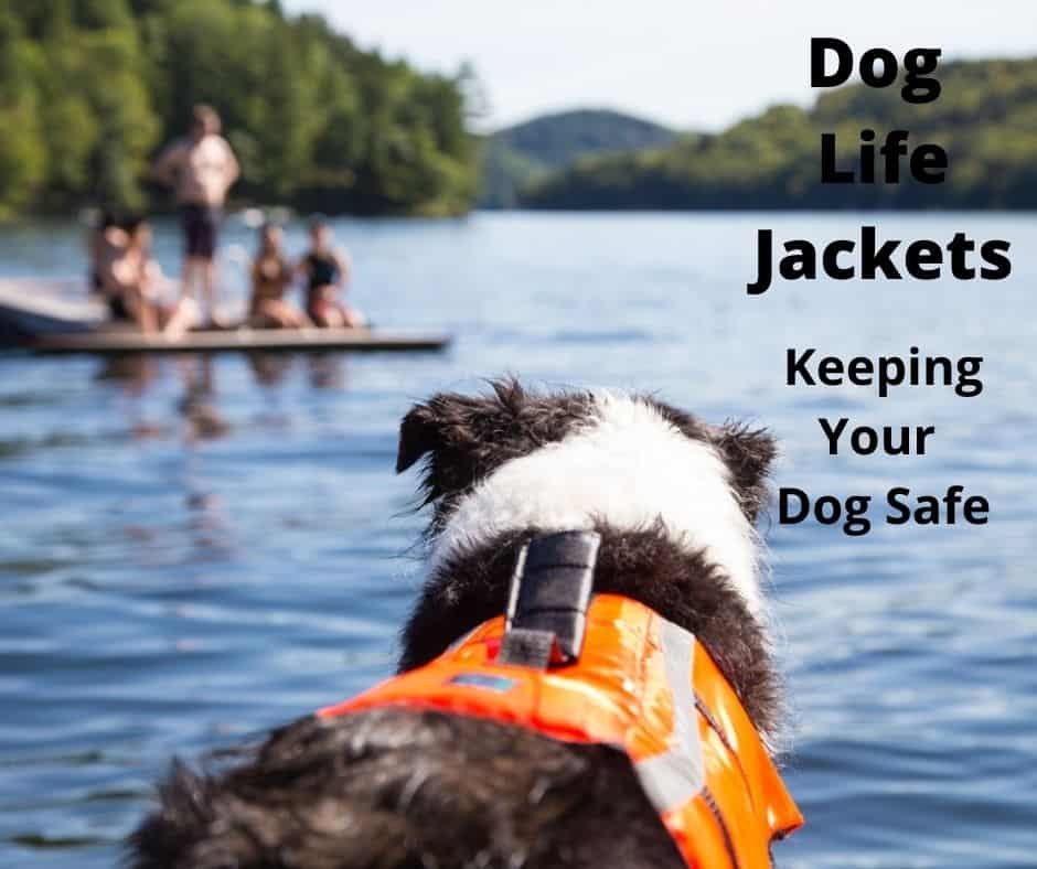Border Collie wearing a dog life jacket