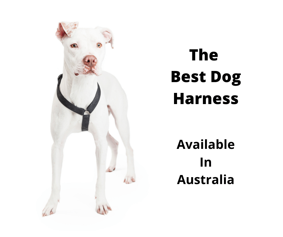 Dog wearing a harness