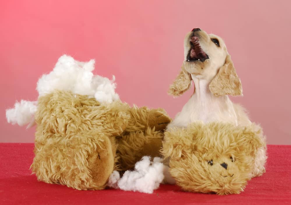 7 Best Dog Chew Toys Australia (2021 Buyers Guide