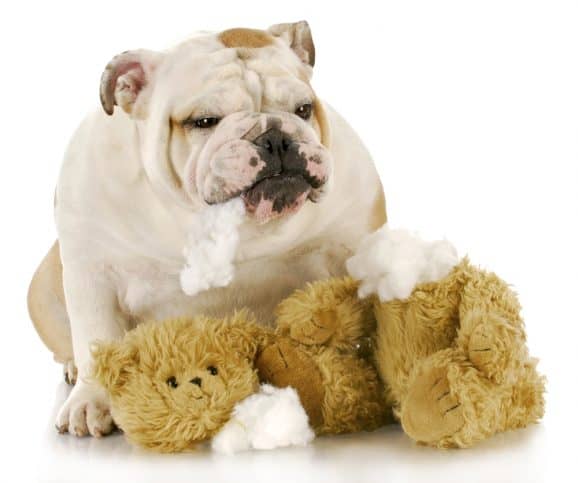 english bulldog ripping up toy