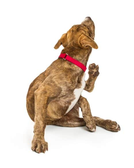 Puppy Scratching Itch