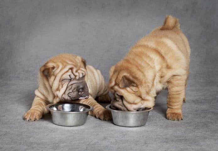 Sharpei puppies eating