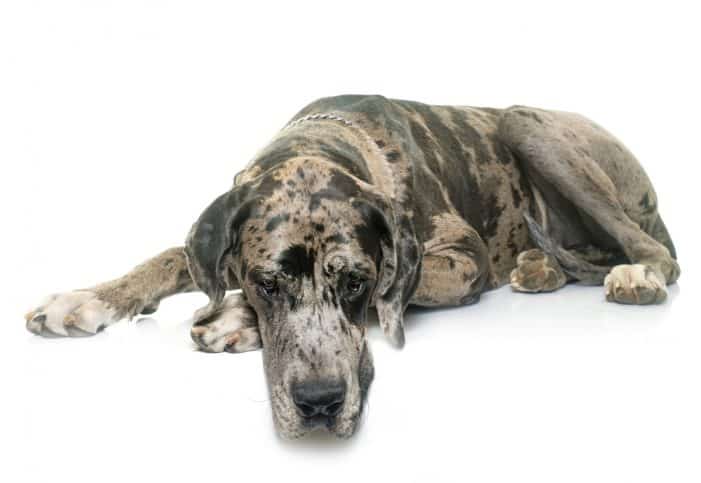 Great Dane resting