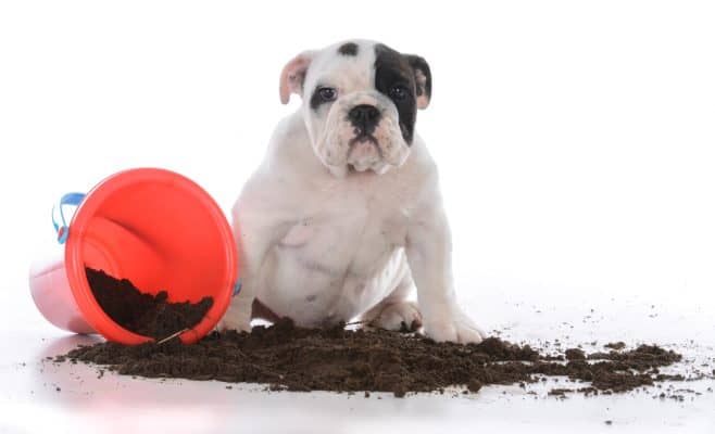 dirty dog in the mud