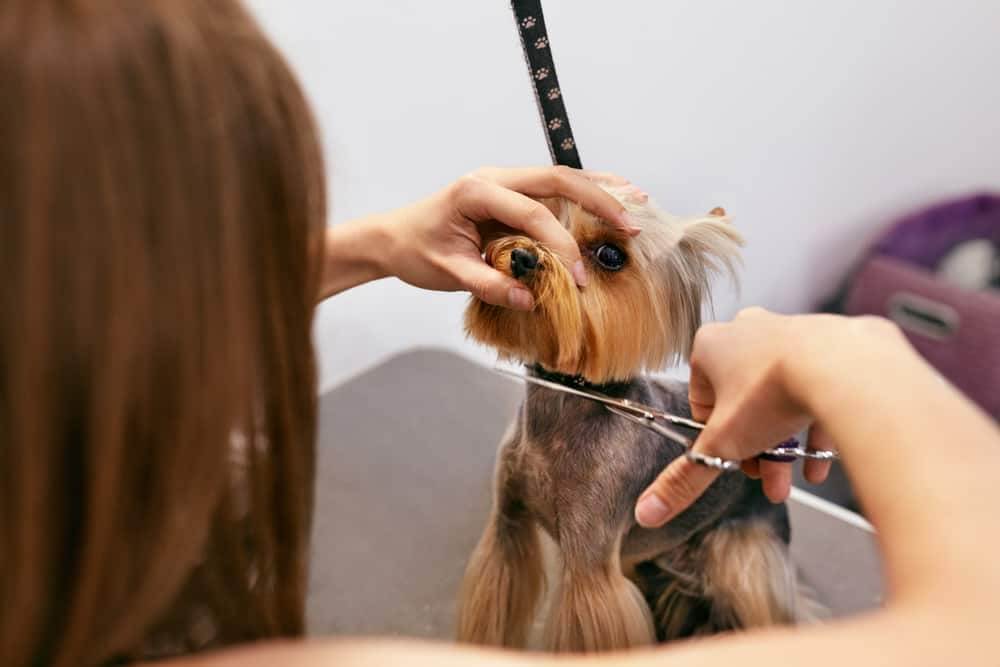 Vibe Learning Dog Grooming Diploma Course Bundle
