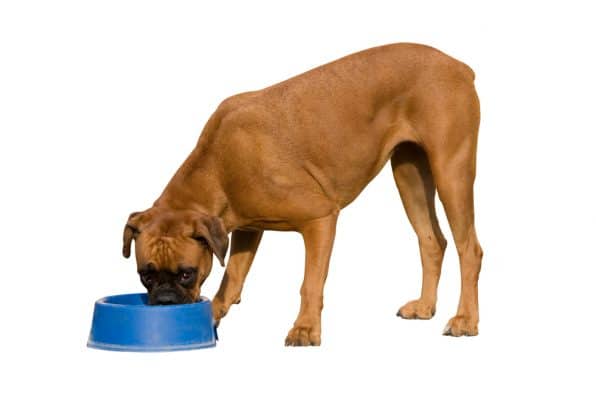 boxer dog eating dinner