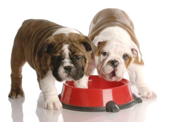 two nine week old english bulldogs puppies eating