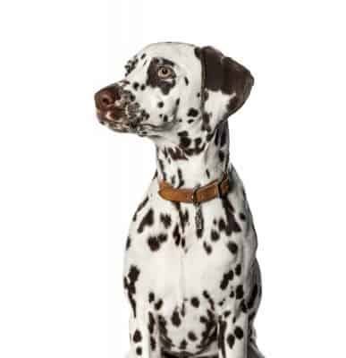 Dalmatian wearing leather collar