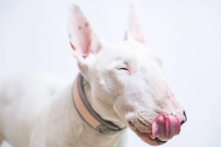 Hungry Bull Terrier