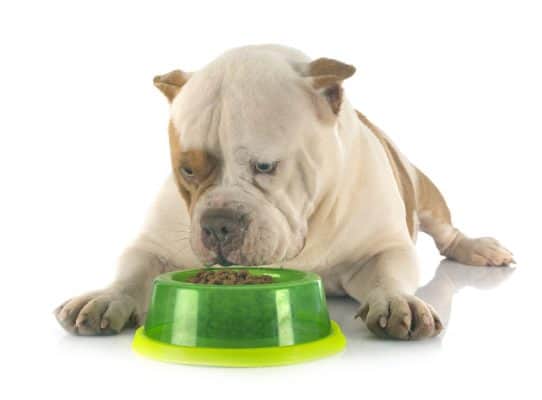 American Staffie about to eat dinner
