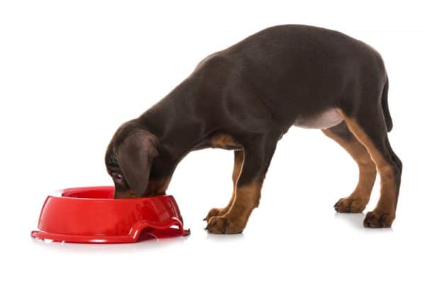 Pinscher puppy eating dinner