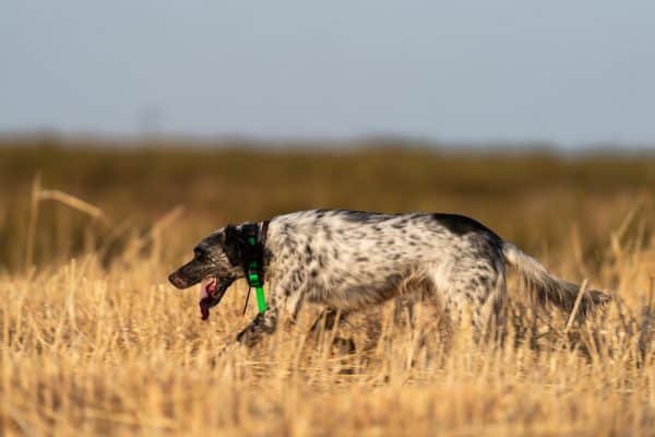Pointer dog running with a GPS Tracker