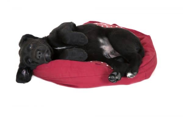 Black Labrador puppy laying in bed