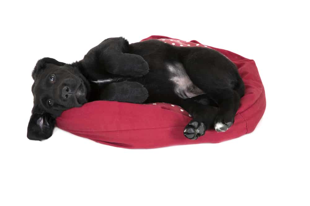 Black Labrador puppy laying in bed