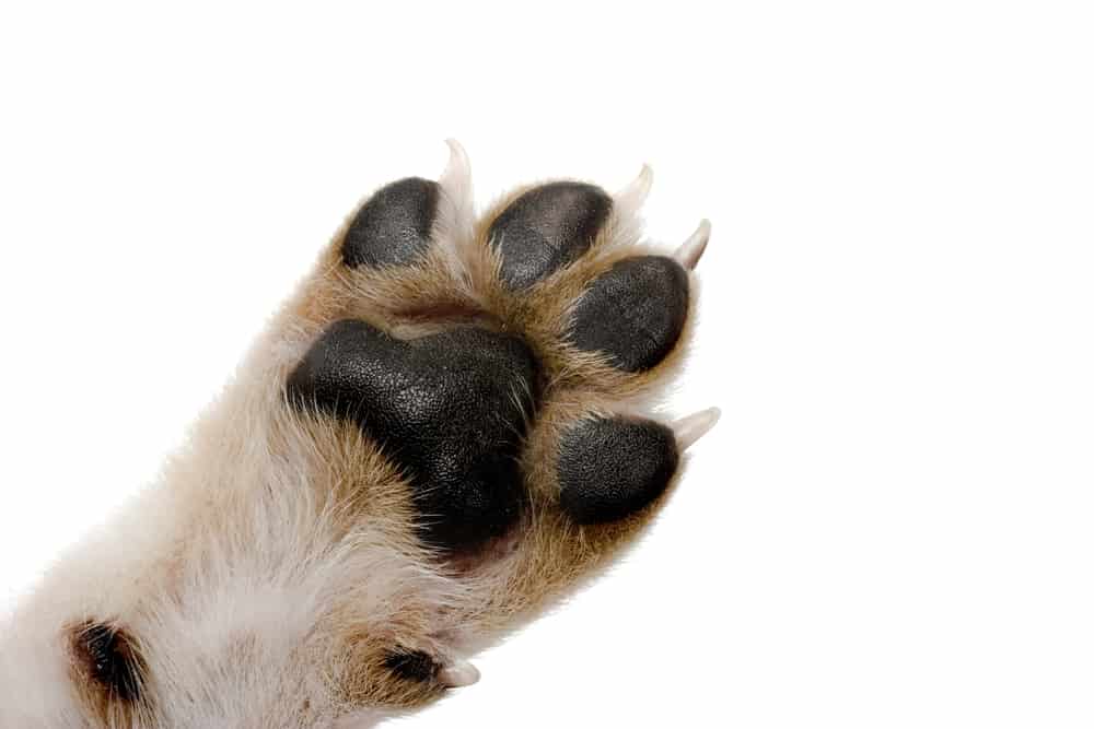 Close-up picture of dog paw