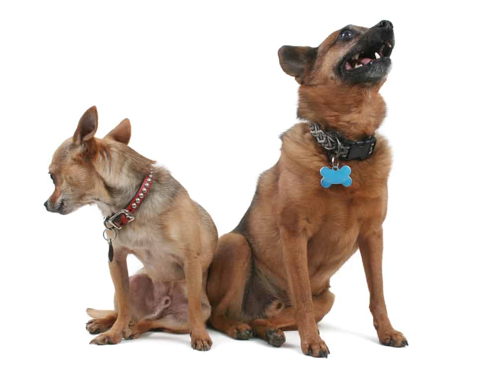 dogs wearing their martingale collar