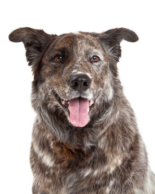 Happy mix breed dog