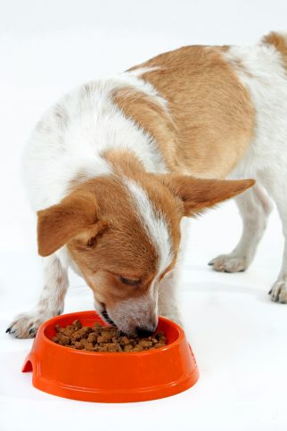Dog eating food from bowl