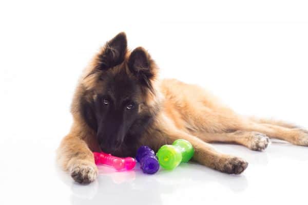 Belgian Shepherd playing with puzzle toys