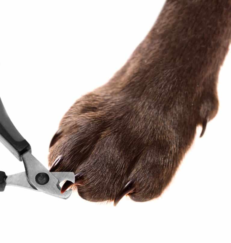 6 Best Dog Nail Clippers Australia (2021 Buyers Guide)