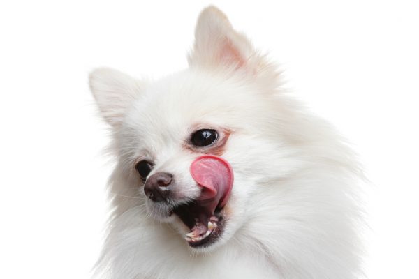 Pomeranian dog wait for food