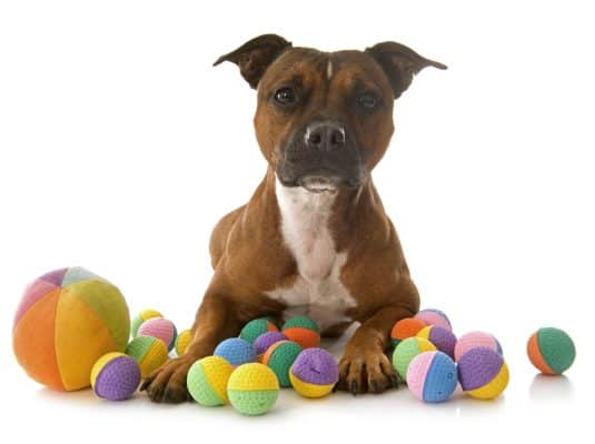 staffordshire bull terrier playing with toys