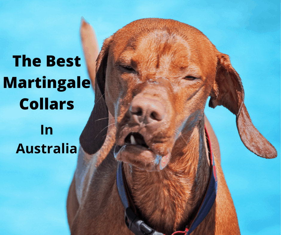 dog wearing a martingale collar
