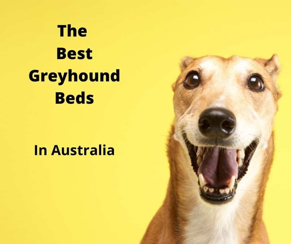 greyhound bed