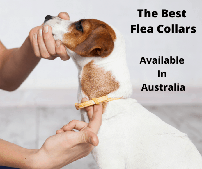 Dog Flea and Tick Collar Adjustable Prevention for Large and Small Dogs 2 Pack 24.4 in Dogs Flea Treatment 