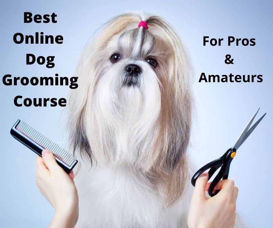 Online dog grooming course