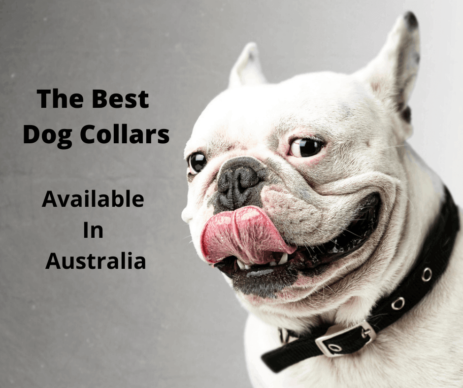 The Best Dog Collars Australia