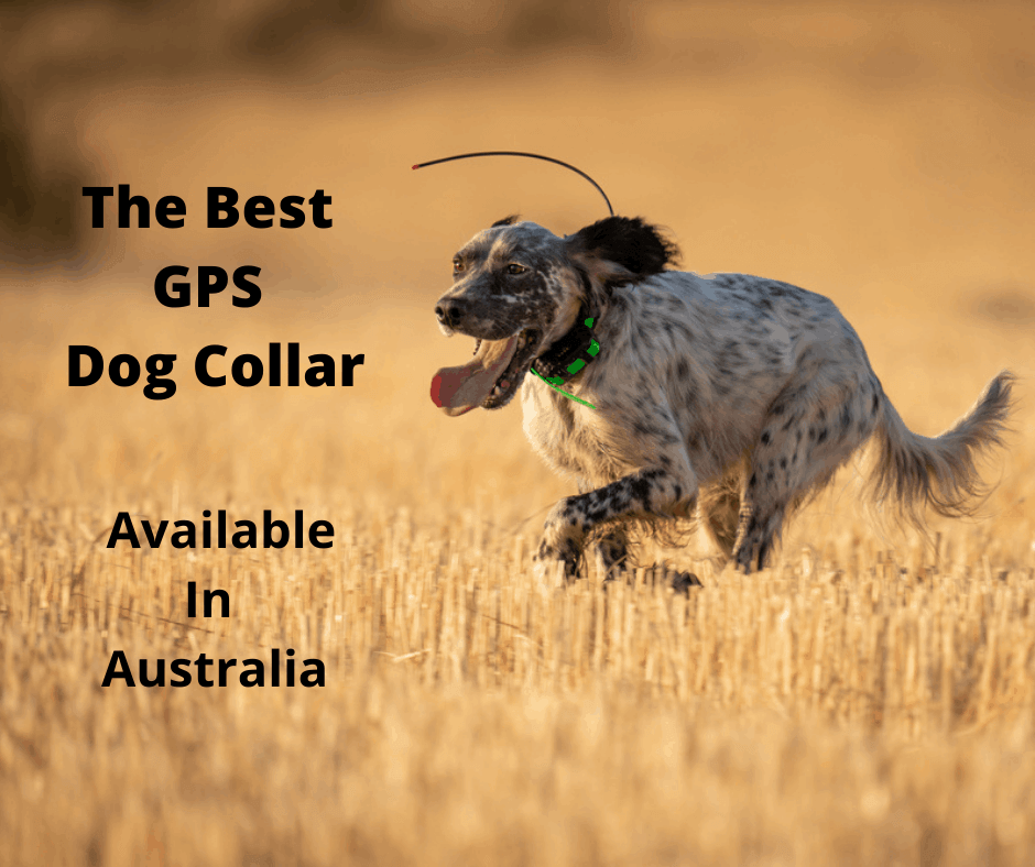 5 GPS Dog Collar Options Australia (2023 Buyers Guide) - gentledogtrainers.com.au