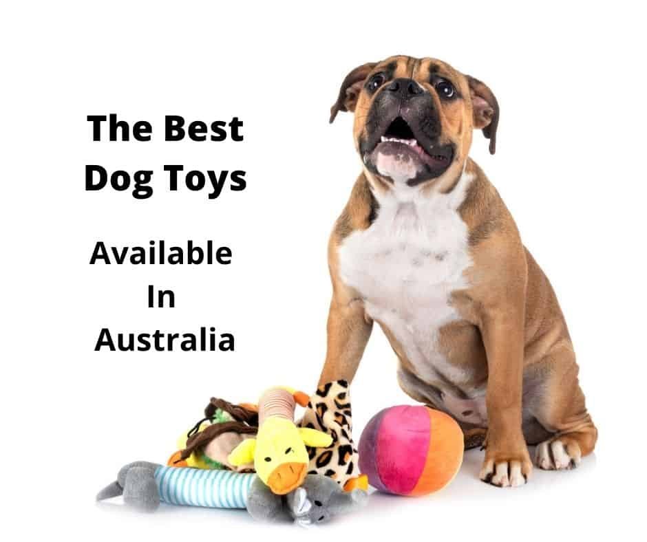 The best dog toys Australia