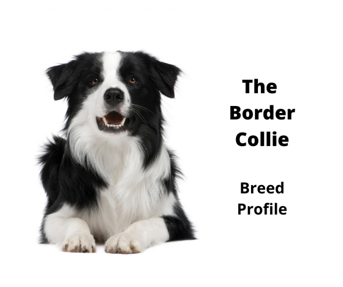 are border collies gentle